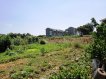 竹北農業地出租/可蓋建物 竹北農業地出租/可蓋建物