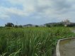 復育 栽培 教學 土壤肥沃 復育 栽培 教學 土壤肥沃